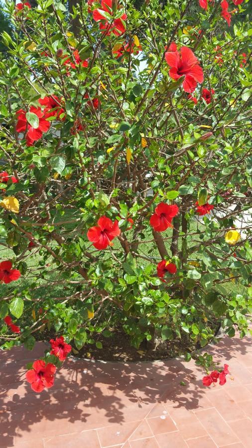 Villa Chabola デニア エクステリア 写真